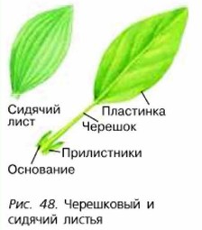 Формы Листа Фото